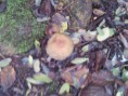 /album/integratie-3kk-1l/herfstwandeling-2-293-jpg/
